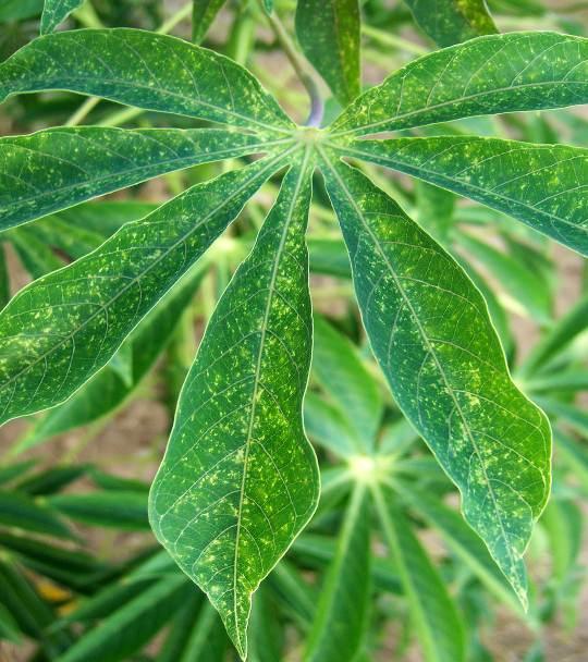 Symptoms on cassava leaves